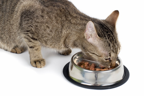 tabby cat eating canned food