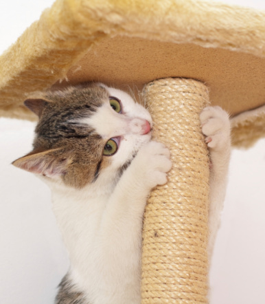 cat scratching post for claws