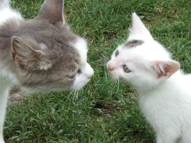 adopt kitten or cat