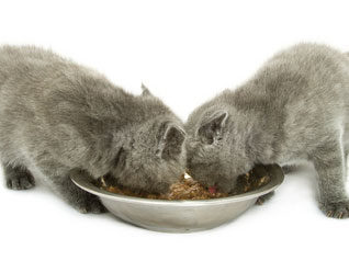what are the best kitten foods?