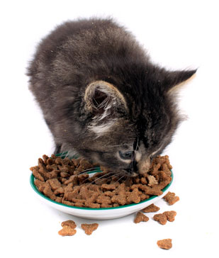 hills science diet for kittens