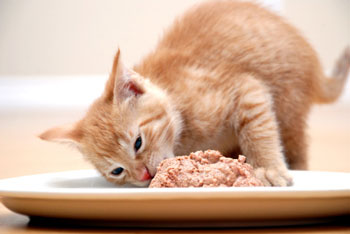 weaning kittens onto solid food