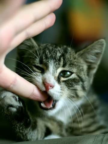 stop cat and kitten biting