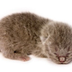 1 day old kitten