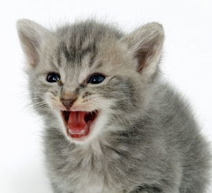kitten aggression