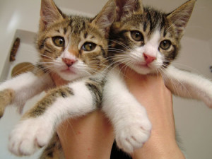 Health Insurance for Kittens