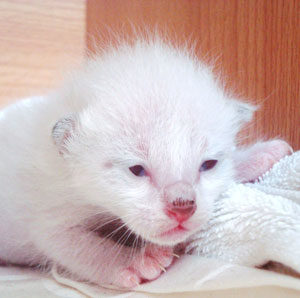 constipated newborn kitten