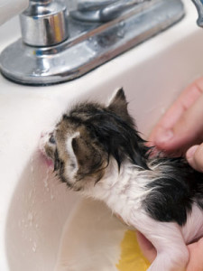 learn how to begin bathing a kitten