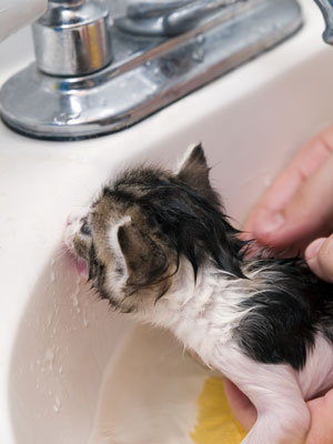 learn how to bathe a kitten