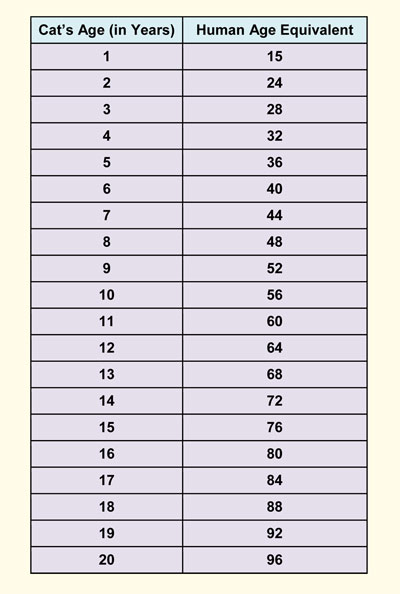 how old are cats in human years chart