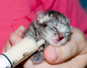 what to feed a day old kitten