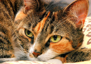 signs of pregnancy in cats