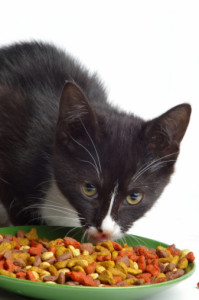 cat food allergies in cats and kittens