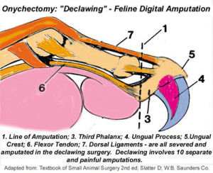 what happens during kitten declawing