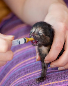 feeding orphaned kittens