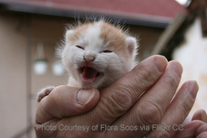 feeding newborn kittens