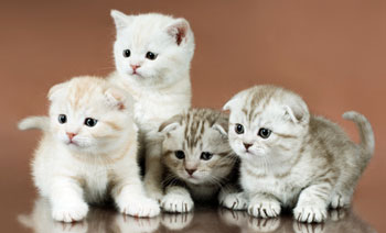 cute scottish fold kittens