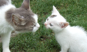 adopt a kitten or cat