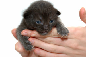 newborn kitten care
