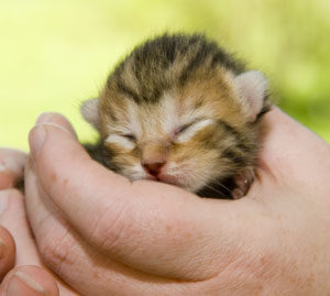 feeding orphaned kittens