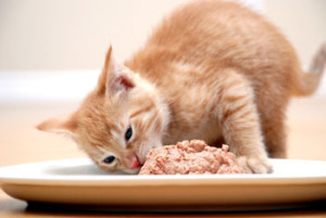weaning kittens onto solid food
