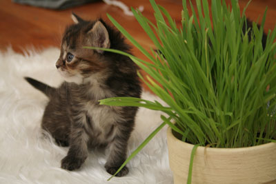 kitten chews plants