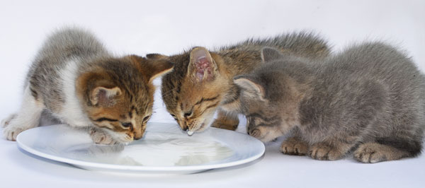 kittens_drinking_milk.jpg