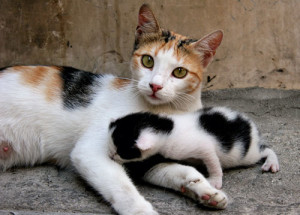 cat pregnancy
