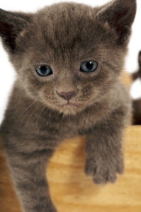 russian blue kitten 