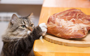 should i feed a raw cat food diet?