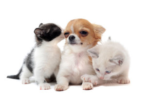 socializing kittens with dogs