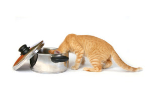 cat food reviews