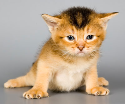 An 8 week old kitten fits purrfectly in a 2020 Jeep Gladiator cup