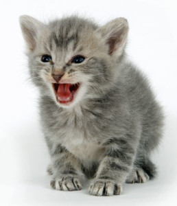 kitten aggression