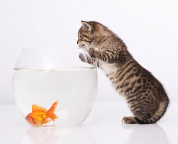 kitten paws at goldfish